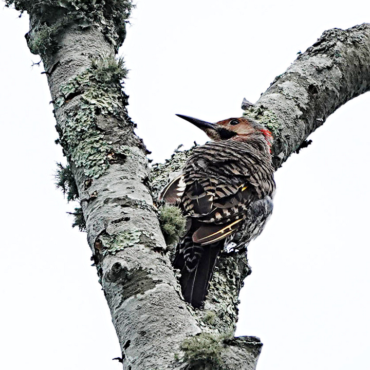 Juvenile flicker, left, and redbelly woodpecker on backyard snag