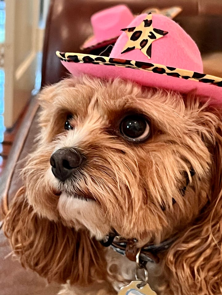 Three dogs dressed for Halloween