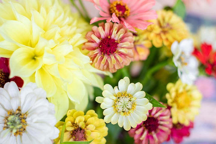 A close up of Amanda picking out seed packets, Amanda's hands holding an oracle card deck, Amanda's journal and pen, some colorful zinnias and dahlias from Amanda's garden