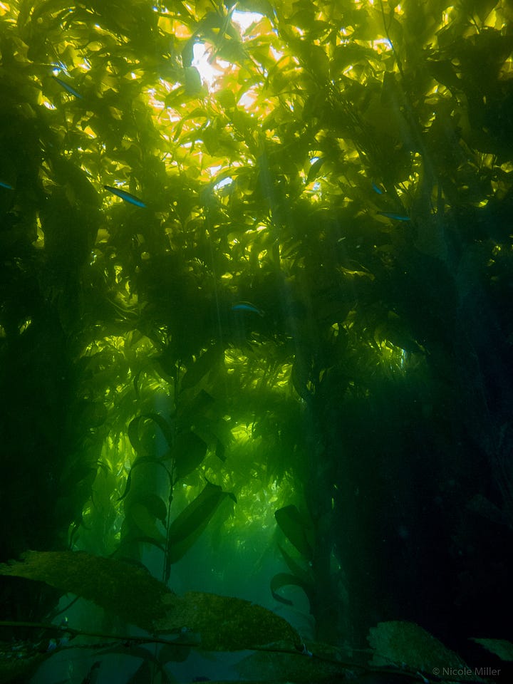 Underwater photographs of kelp forest, the first image also has a SCUBA diver