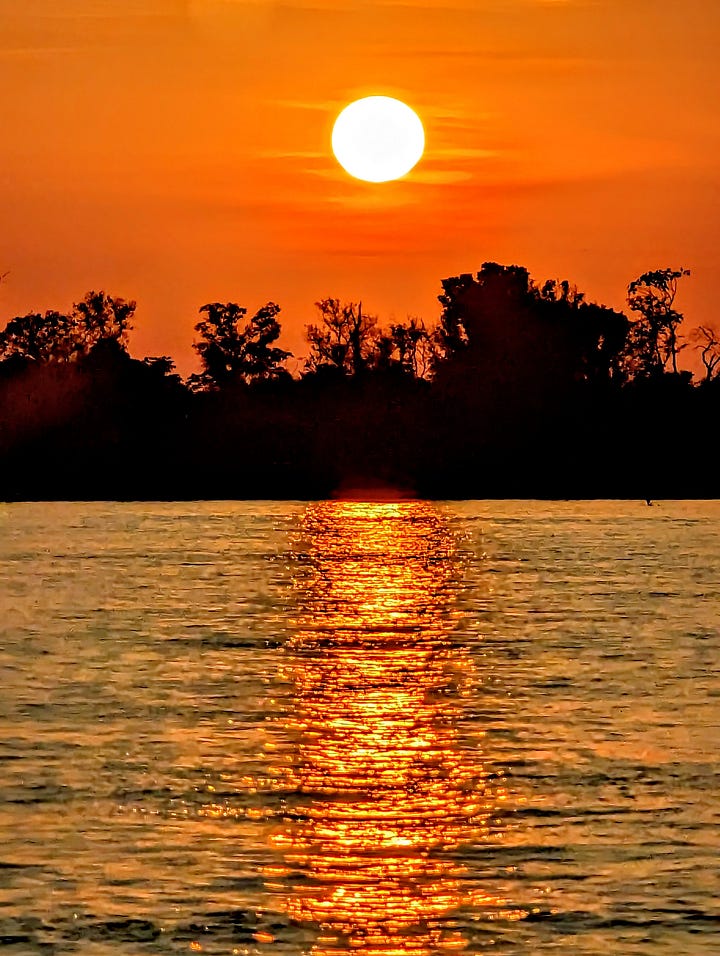 Cattle Pantanal