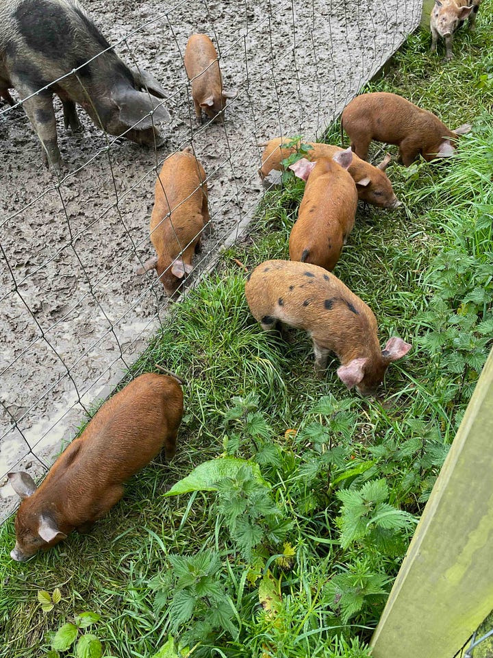 photo of piglets at Quarr Abbey by Sabrina Simpson