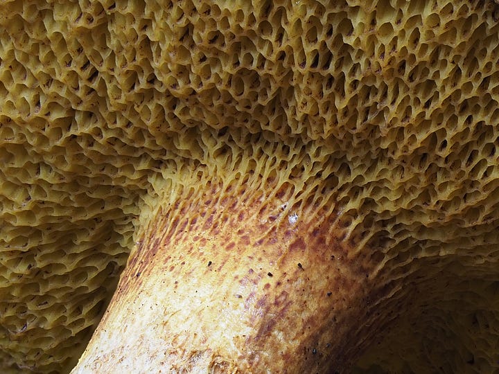 red and orange suillus species of mushroom in moss