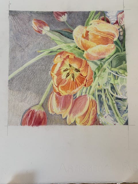 Colored pencil drawing of orange tulips on a dark background. Work in progress by Wren M Allen.