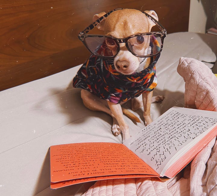 Chihuahua wearing a fleece and eye glasses.  He sits on the bed with a journal as if reading.