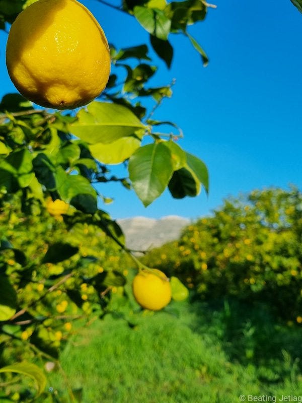 Breakfast and lemon groves in Sicily, Italy