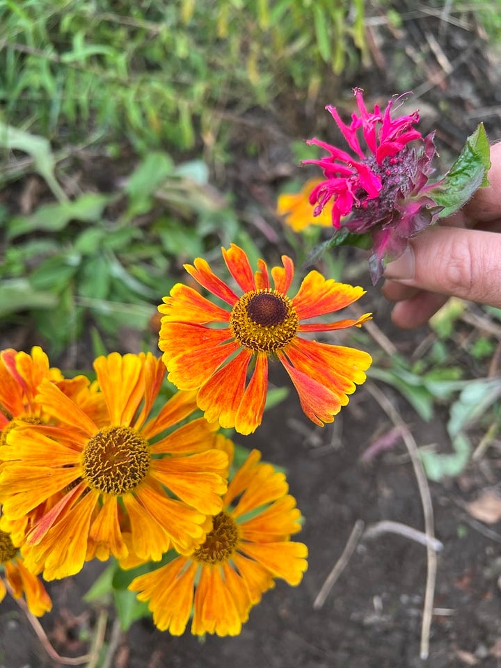 Helenium, monarda, aster