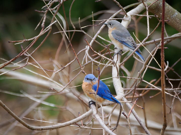 Birds that are blue in color