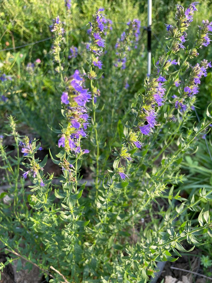 Hyssopus officinalis and agastache foeniculum