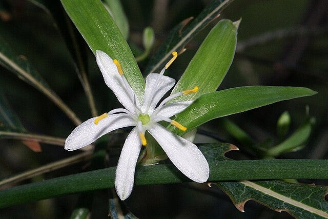 On the left is the green leaved and white flowered Anthericum liliago, growing out of some rocks, on the right the green leaves and white flowers of Chlorophytum comosum.