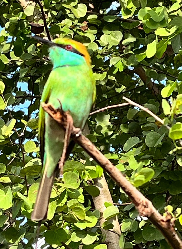 An elephant and a bee eater