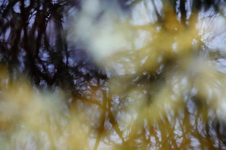 Alternate views of lichen in water, sharp and soft. Pale greys and yellow ochre contrast with the dark blue reflected sky