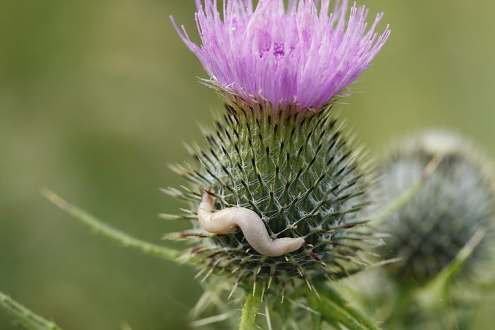 A cream coloured slug climbs through the spines and up to feed on the flower of a spear thistle (Cirsium vulgare)