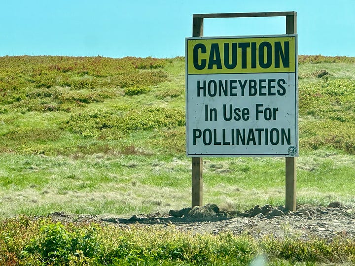 Honeybees in use for pollination