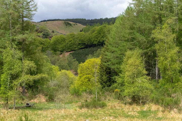 Fordie Estate mixed woodland in autumn of 2012 and spring of 2014 while in Vuitton ownership © Felicity Martin