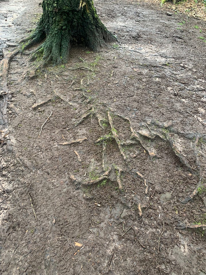 Photos of the exposed tree roots across the path