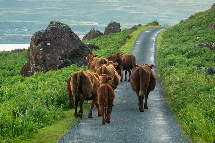 Driving in Scotland! Early morning in the shade of Ben More on the Isle of Mull with cattle blocking the single track road – before and after processing © Felicity Martin