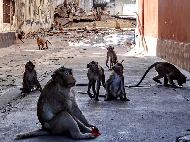 Lopburi monkeys