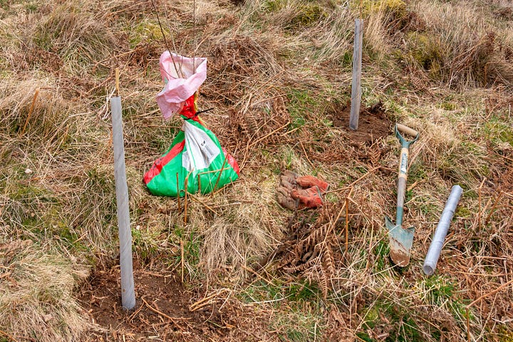The planting scene with a bag of trees, a spade and two saplings planted with spiral guards; tramping the soil down around a tree I am planting © Felicity Martin
