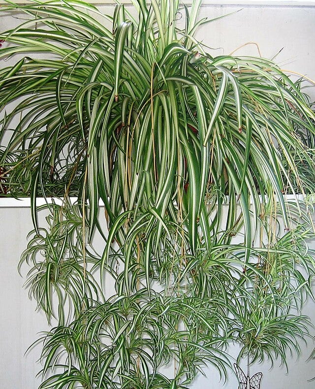 On the left, a potted variegated spider plant with many plantlets, on the right, a wild green spider plant with plantlets growing on a cliffside