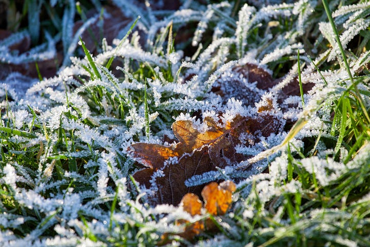 Nature inspiration: fulmar in flight; frosted grass and autumn oaks leaves; dawn mist over autumn trees; loch and dark land after sunset © Felicity Martin