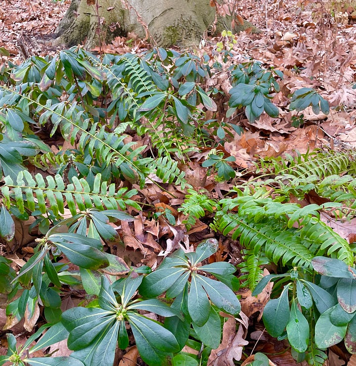 Woodland plants that stay green for winter: Autumn fern, Cyclamen hederifolium, Epimedium, Christmas fern and Wood Spurge, native Wood Sedge. 