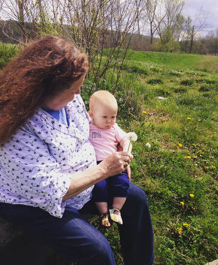 Baby looking at a dandelion on grandmother's lap