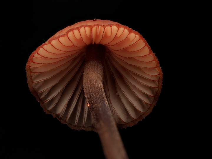 Mycena mariae