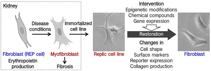 Development of Anti-fibrotic Therapies with a Cell Line from Myofibroblasts of Fibrotic Kidneys