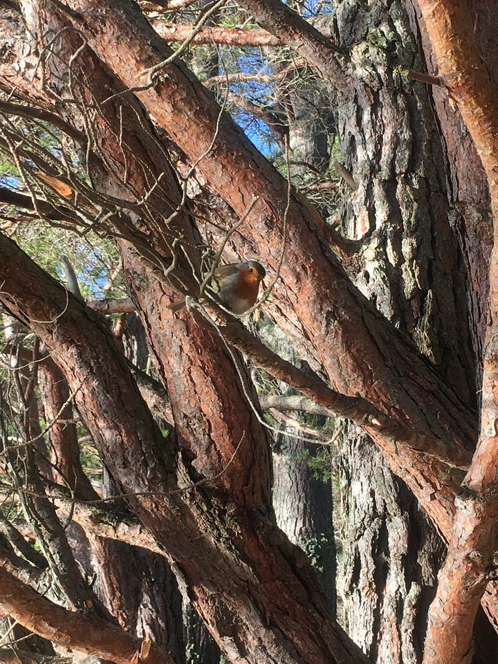 Images: 1. looking up to the top of the Scots pine trees; 2. Loch Garten just after 12pm with the sun trying to rise behind; 3. me looking pleased following a two-minute swim, with sun shining behind and glistening on the beads of water on my skin; 4. a robin peers at me from a tree.