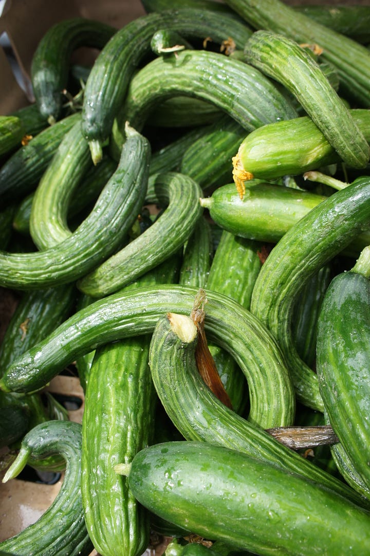 Farmers market cucumber varieties