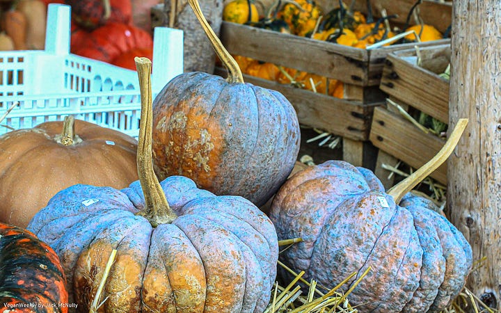 Multi-colored Pumpkins on Display at a Local Farm