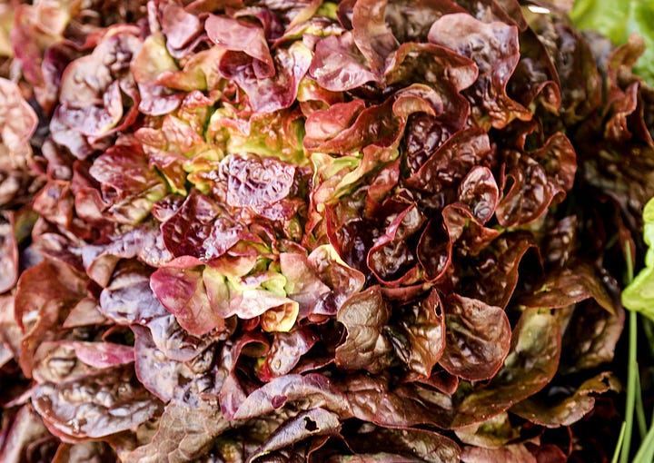 oak leaf lettuce, chard, poached pears, juice