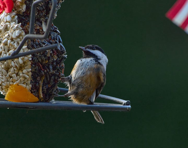Chickadees in various cute poses.