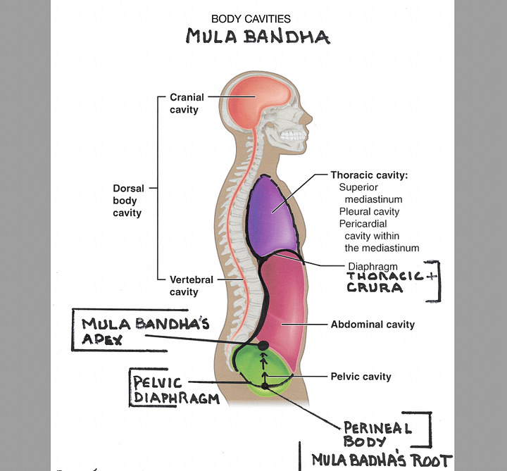 Left to right: 1) Cross section, muscular dome of pelvic diaphragm. 2) Diagram of pelvic floor shape with perineal body at center. 3) Thoracic diaphragm and part of its stem. 4) Pathway of mulabandha.  5) Peritoneal sac 6) Arching tissues for jalandhara bandha