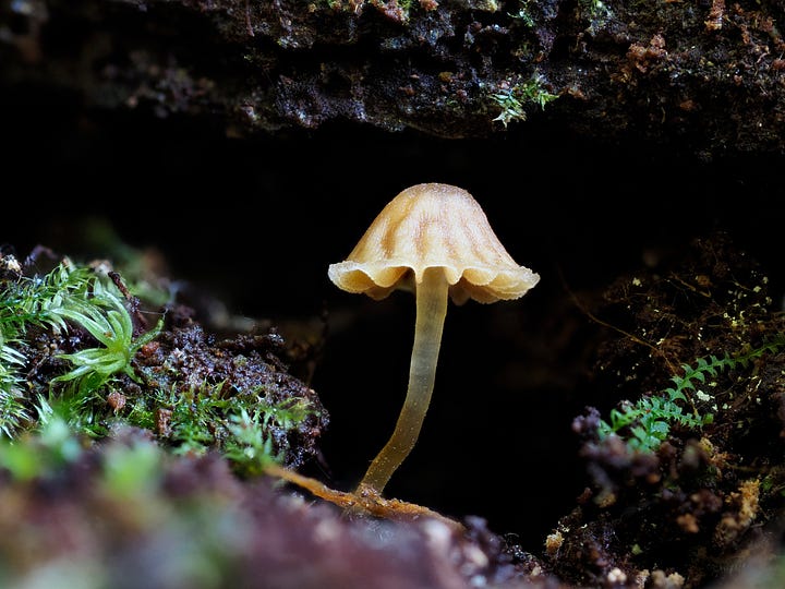 Young Galerina hypnorum msuhroom 