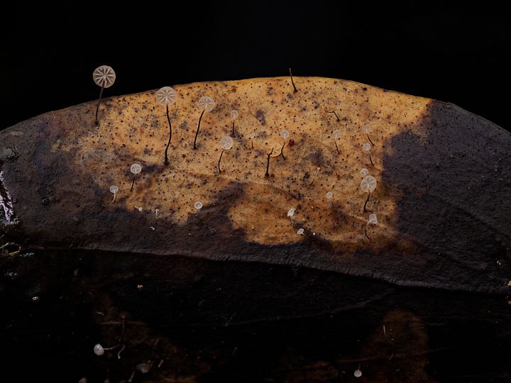 Gloiocephela sp.