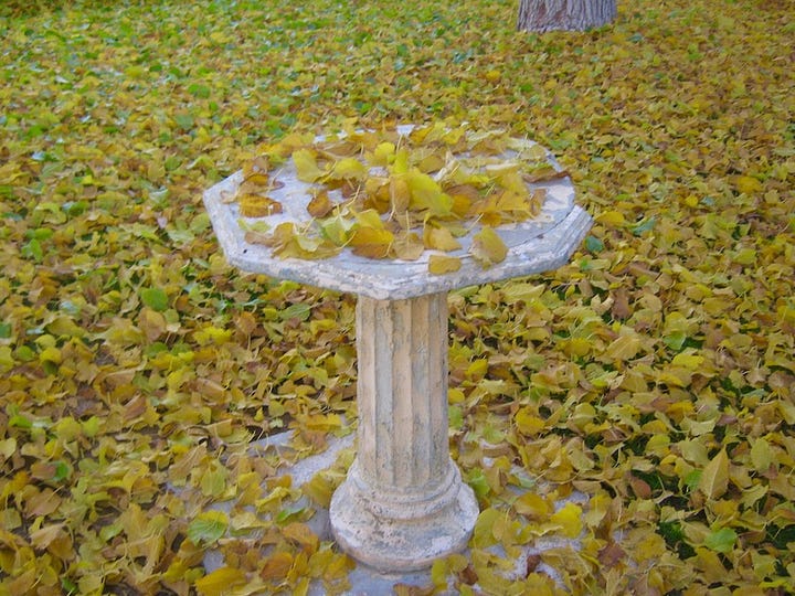 Photograph and painting by Sherry Killam Arts, white birdbath coveredd with yellow leaves; yellow, blue and red lines against black background.