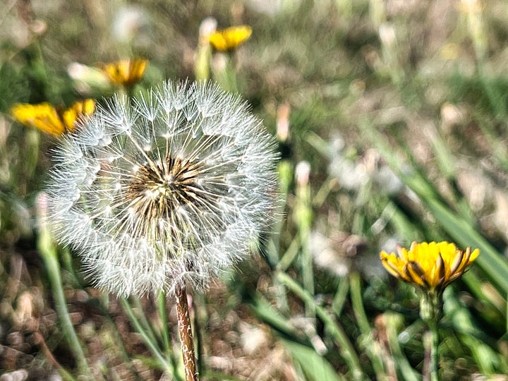 Fall scenes from the park near my house -- leafy trees, a daytime moon behind an oak tree, a dandelion puff surrounded by yellow flowers, and golden apples covering grassy ground