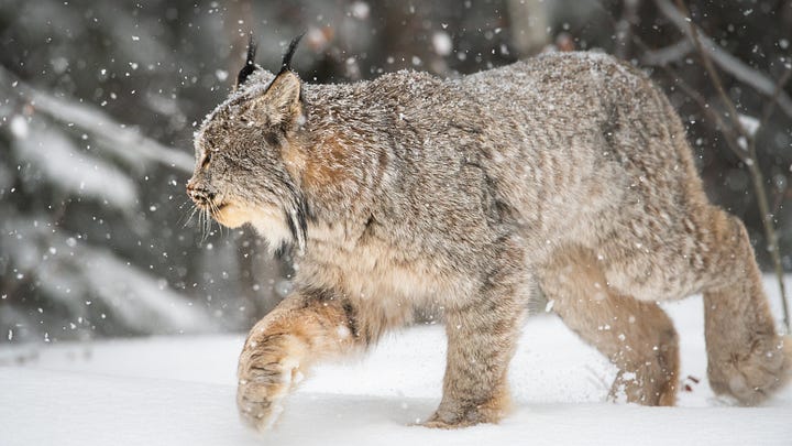 Various pictures of lynx, and a lynx kitten, in the snow.