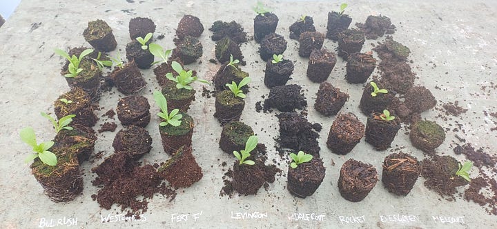 cells popped out for germination and root comparison