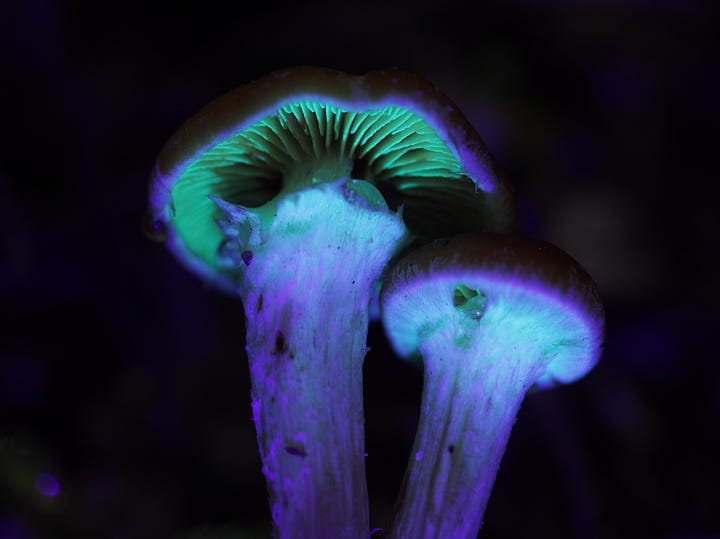 Hypholoma species under 365nm UV light