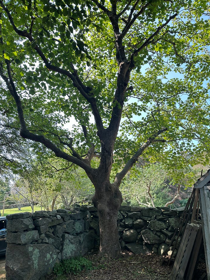 Beetlebung Farm stand, Martha's Vineyard