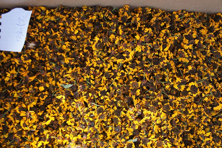 First harvest taken from the Coreopsis tinctoria dye pilot, and jars of solar dyes. My own handful harvest fresh from the plants drying in the sun, and a wonderful find of fresh gall nuts (used to create black).