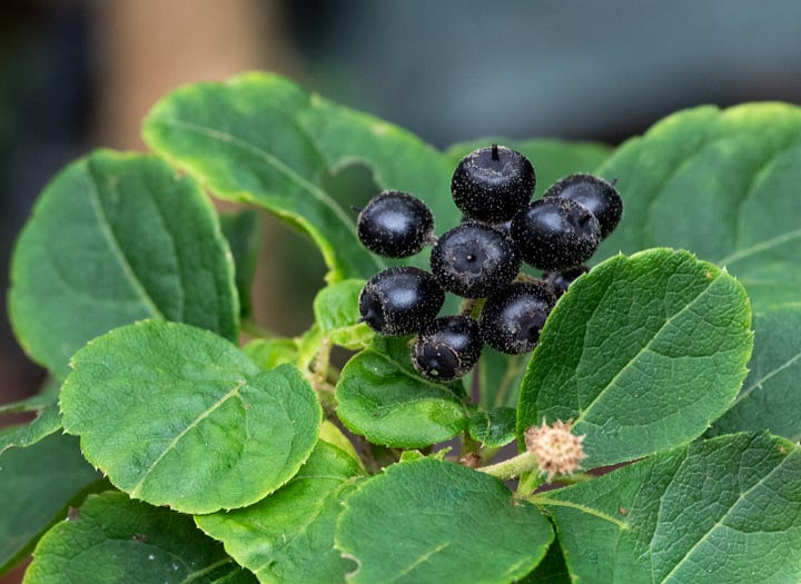 Pictures of black berries of both Siberian ginseng and ivy