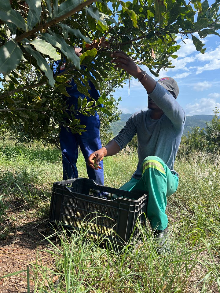 Workers strip macadamia nuts from a tree