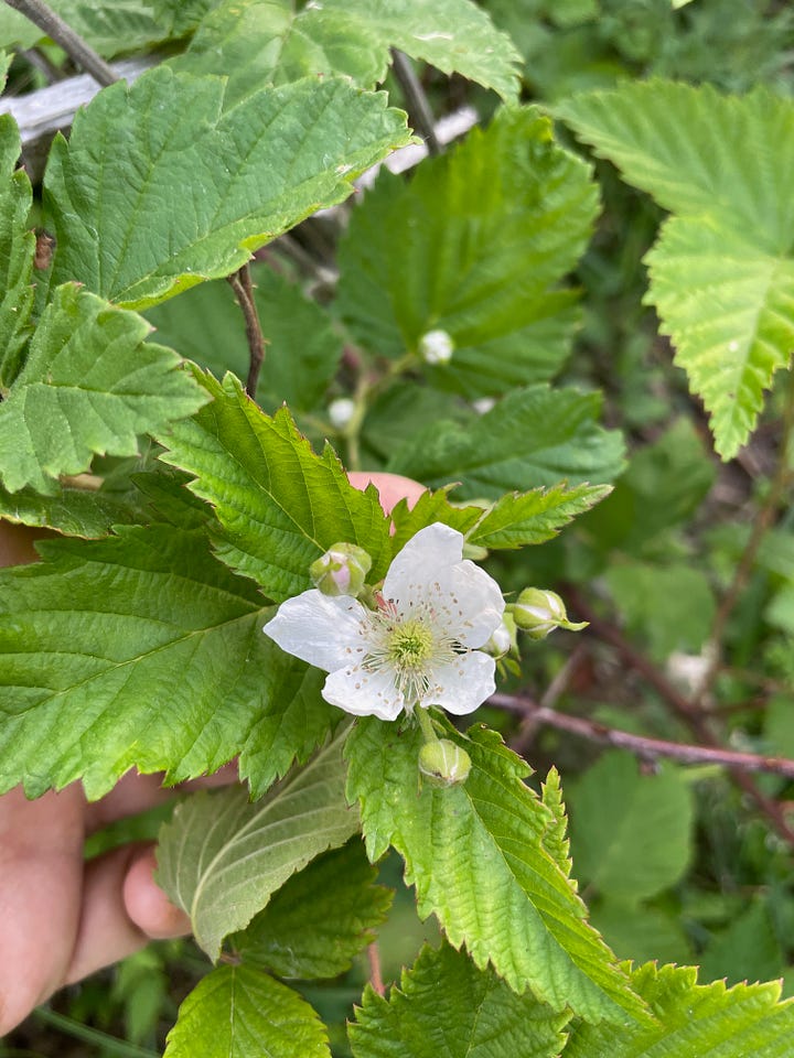 Top and side views of blackberry blooms 