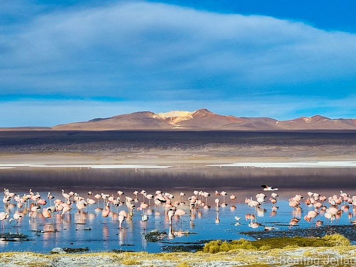 Flamingos and a Vizcacha near Salar de Uyuni, Bolivia