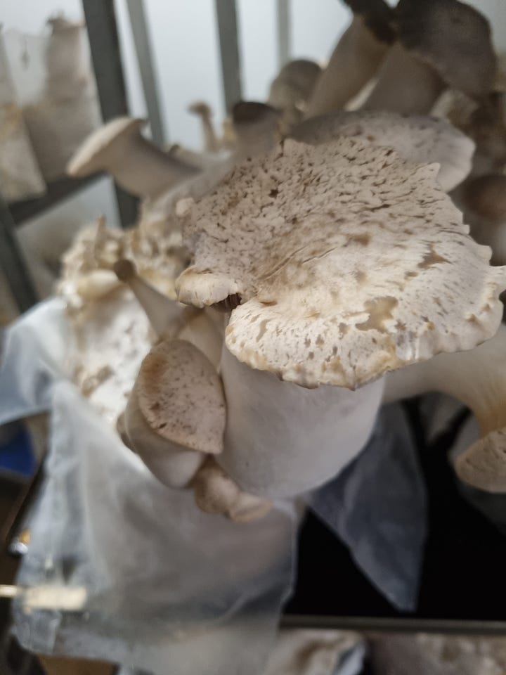 Mushrooms growing, Brambletye Farm, organic, biodynamic