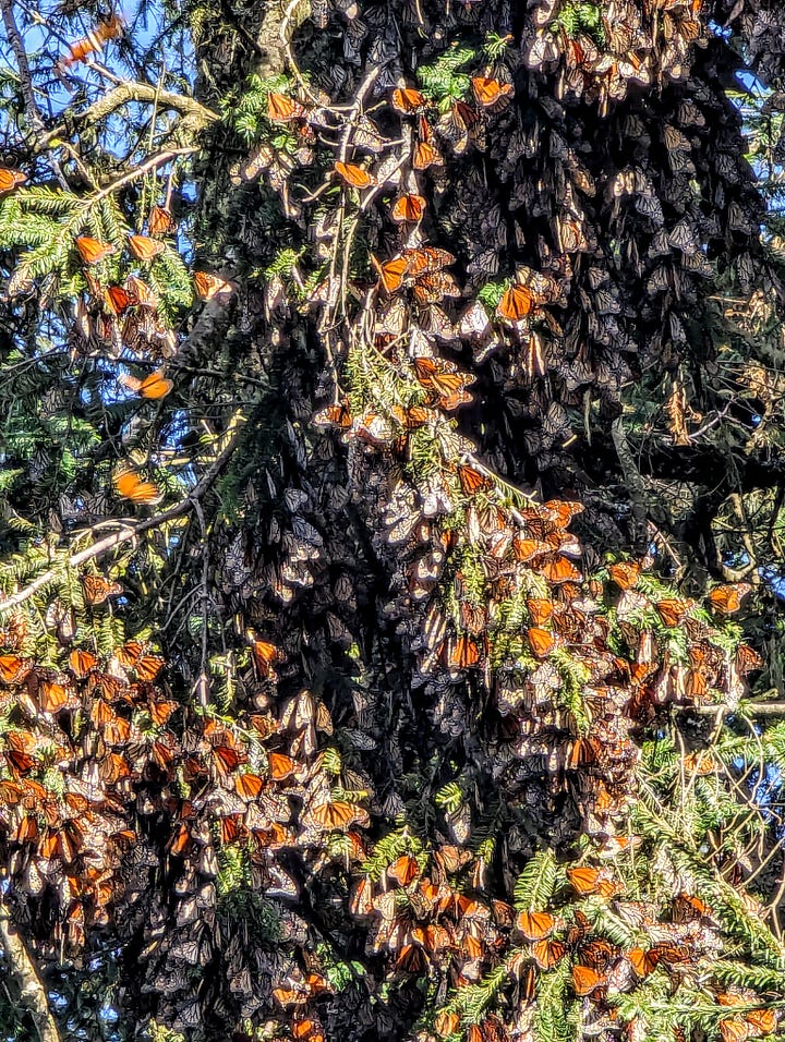 Monarch butterflies Mexico